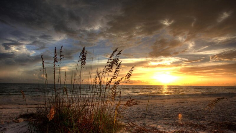 Sea Oats on Beach
