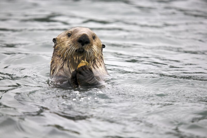 Sea otter eating in water