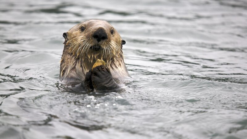 Sea otter eating in water