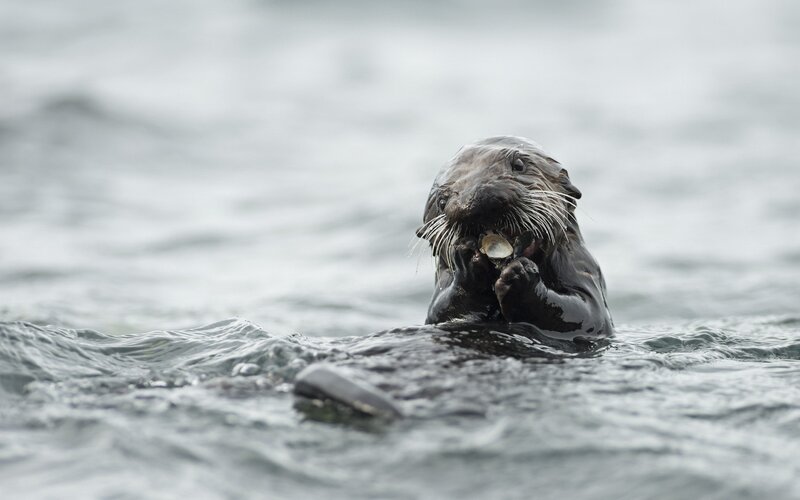 Sea Otter Eating Shellfish — Gray, Natural