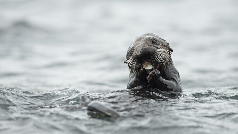 Sea Otter Eating Shellfish — Gray