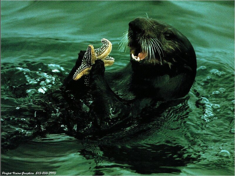 Sea Otter Eating Starfish