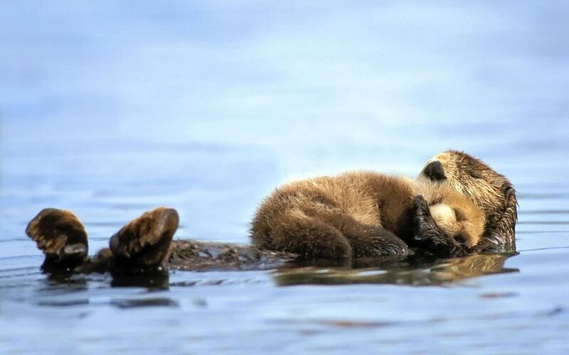Sea Otter Floating — Blue, Calm, Afternoon