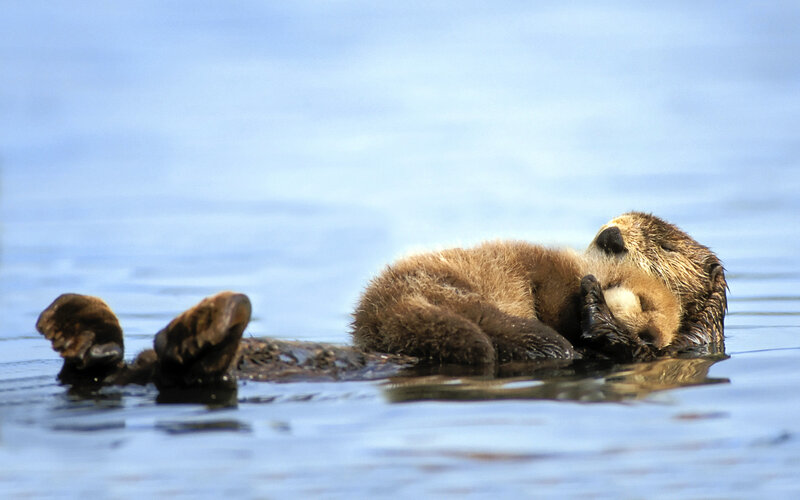 Sea Otter Floating — Blue, Calm