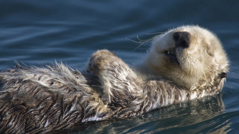Sea Otter Floating — Brown, Calm, Afternoon, Photograph, Water, Blue, White