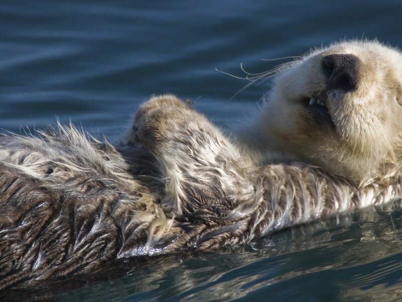 Sea Otter Floating — Brown, Calm, Afternoon