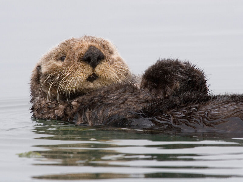 Sea Otter Floating — Brown, Calm