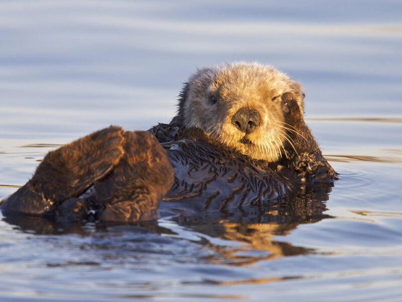 Sea Otter Floating — Brown