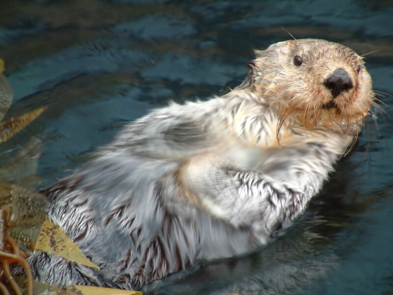 sea otter floating in water