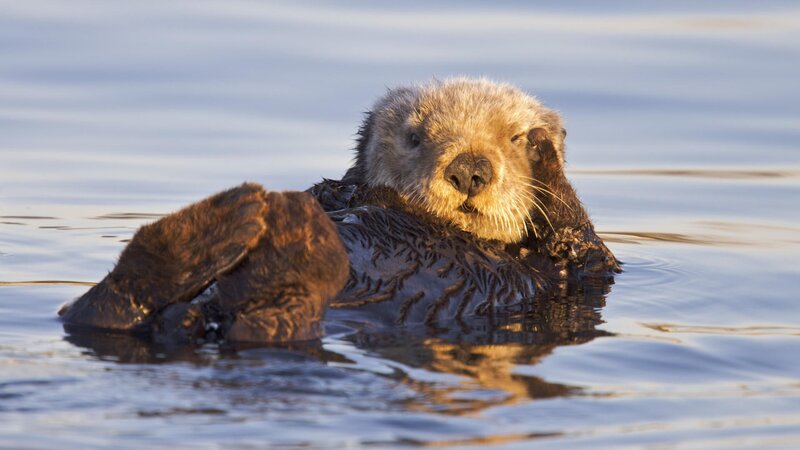 sea otter floating in water