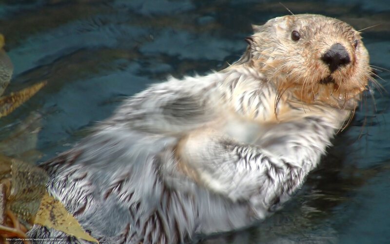 Sea otter floating in water
