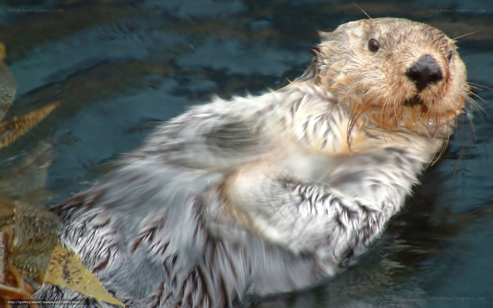 Sea otter floating in water