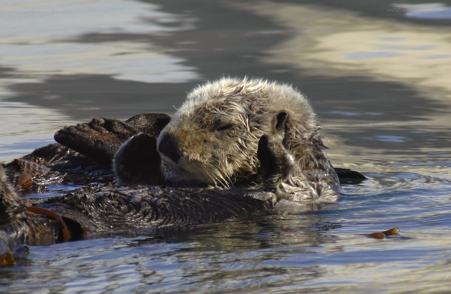 Sea otter floating on back