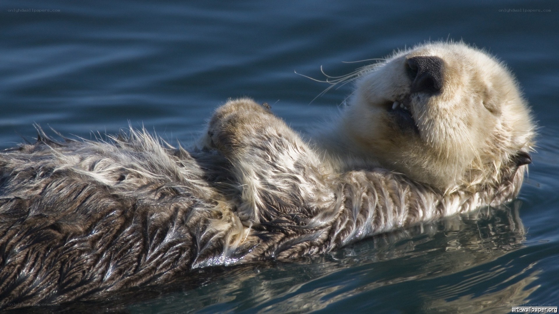 Sea otter floating on its back