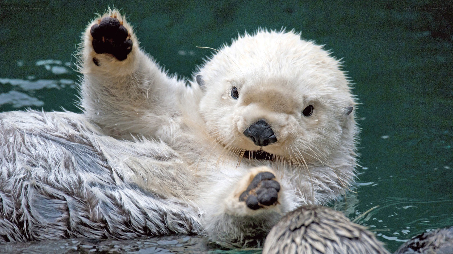 Sea otter floating on its back