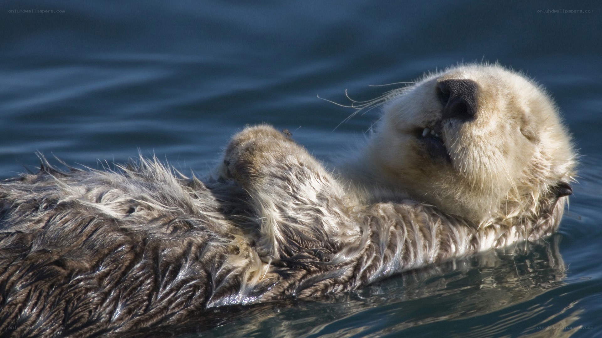 Sea otter floating on its back