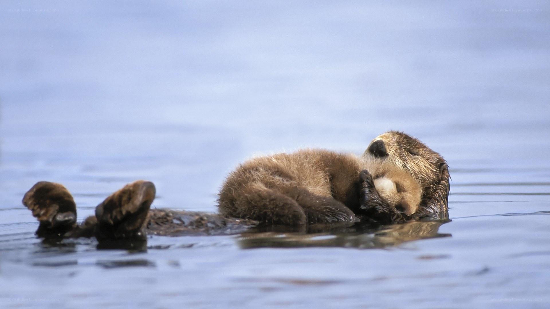 Sea otter floating on its back