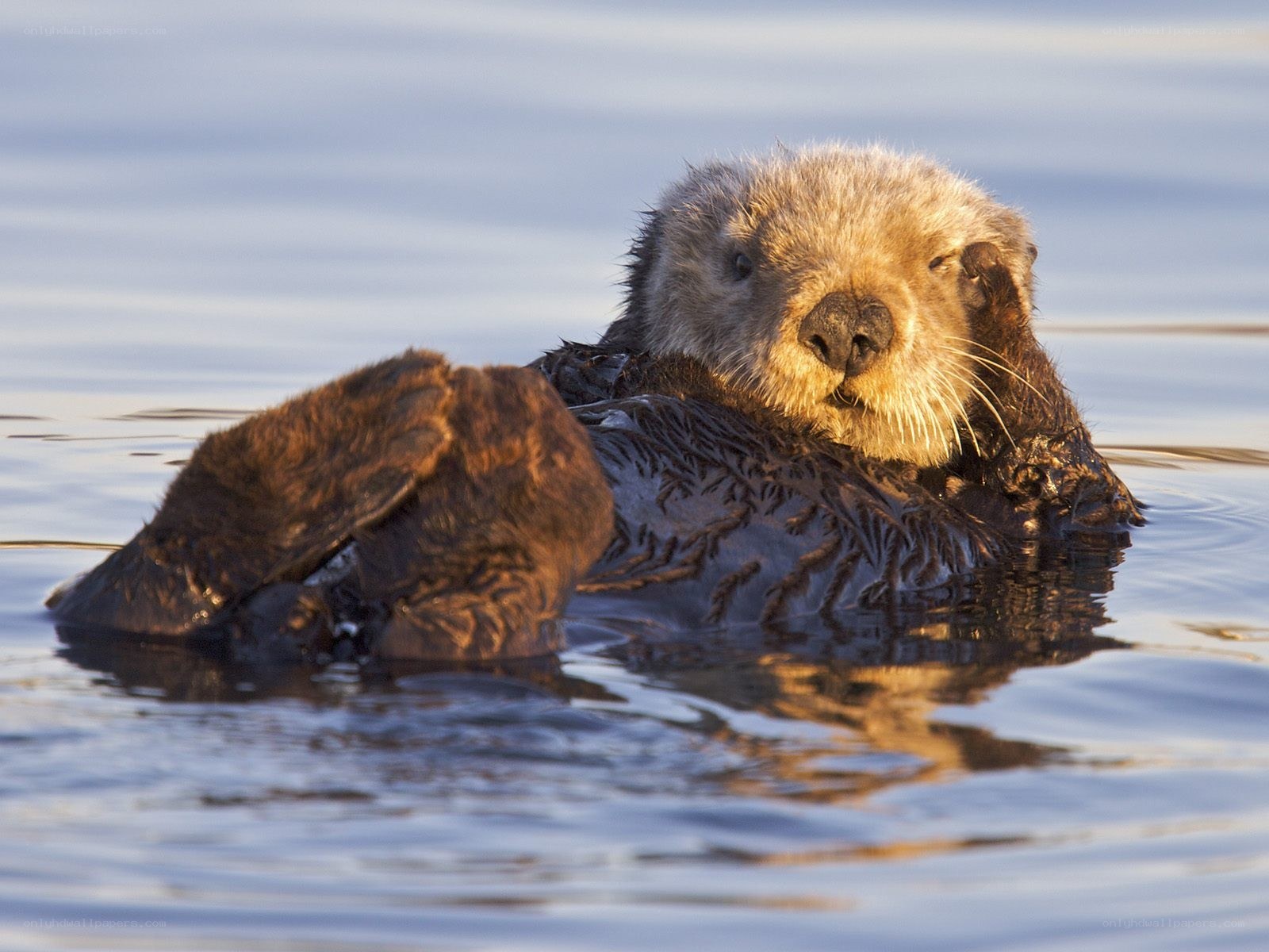 sea otter floating on its back