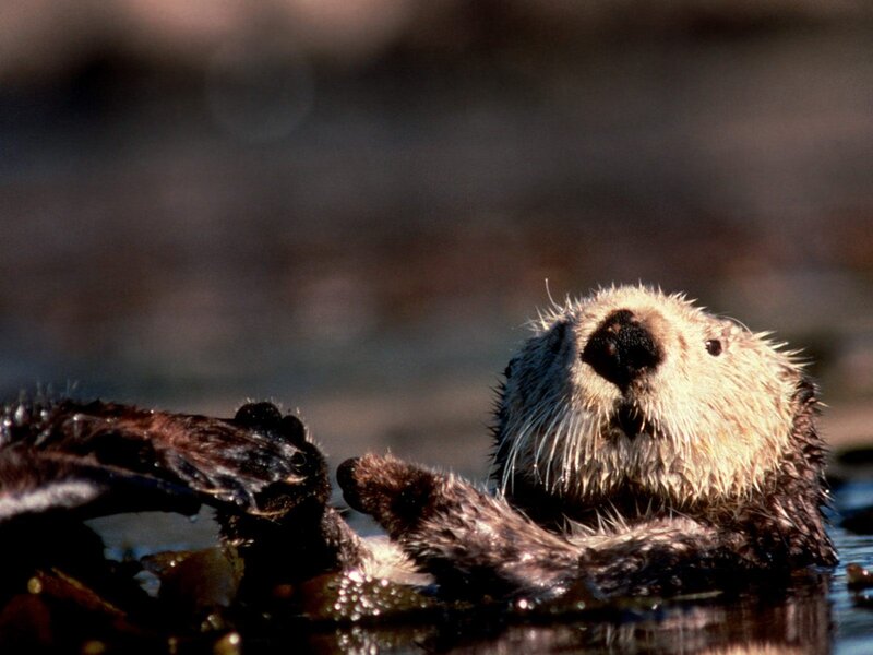sea otter floating on its back