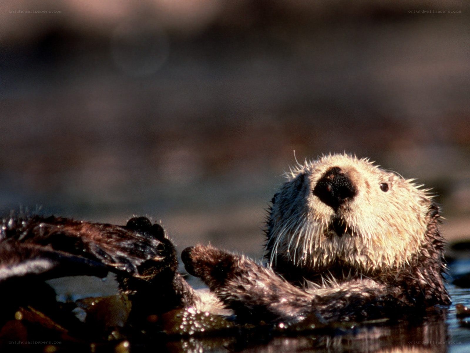 sea otter floating on its back