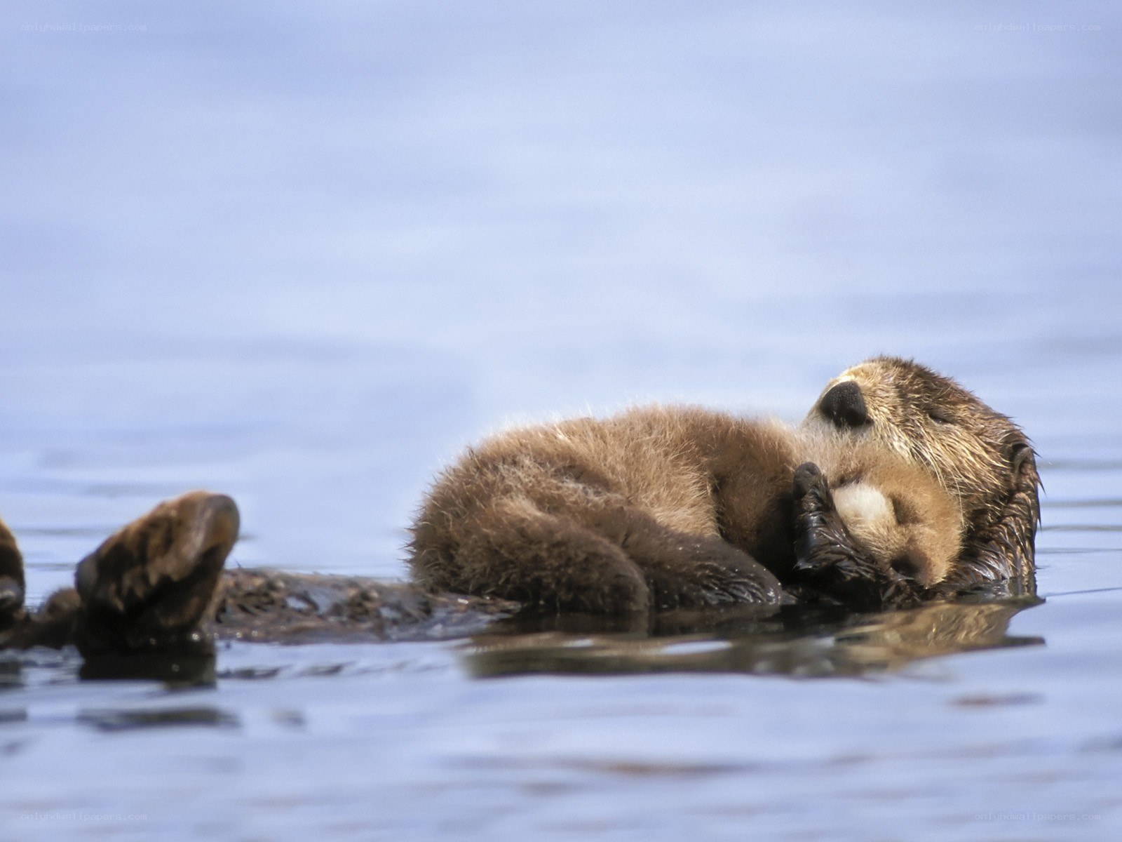 Sea otter floating on its back