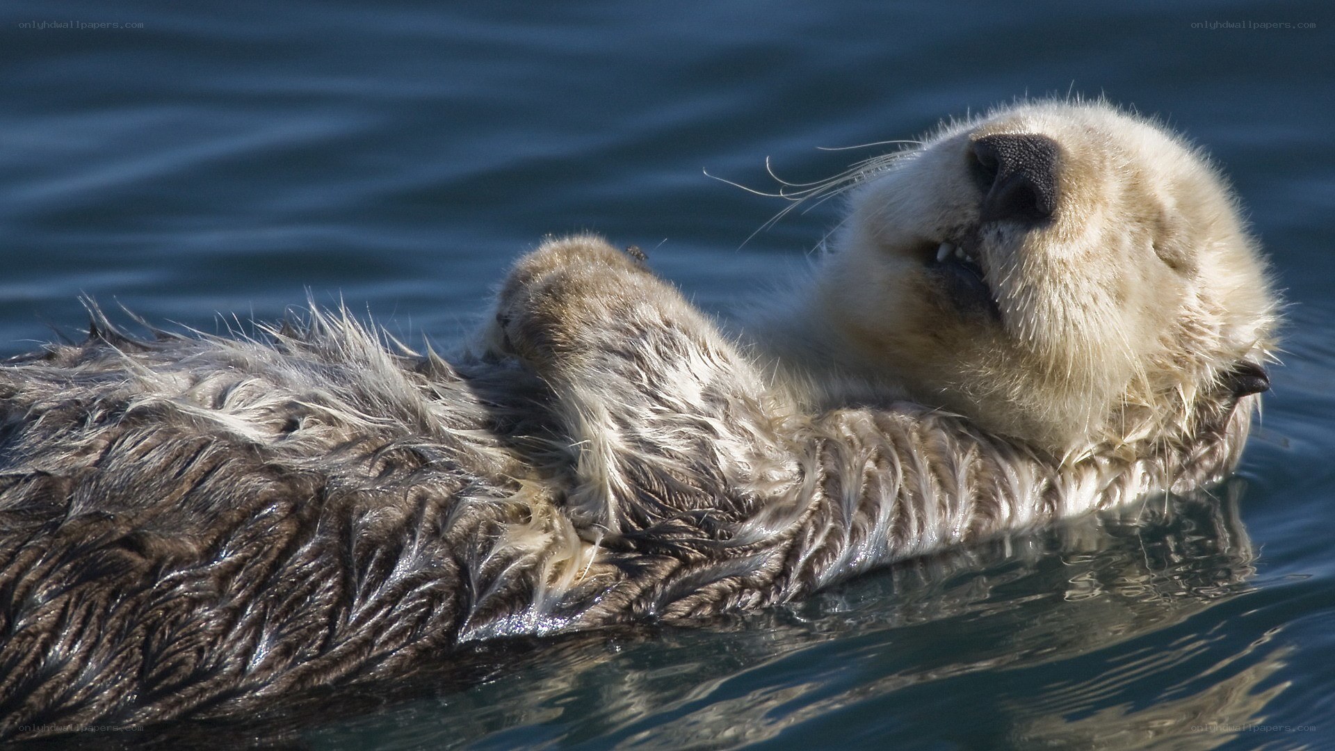 Sea otter floating on its back