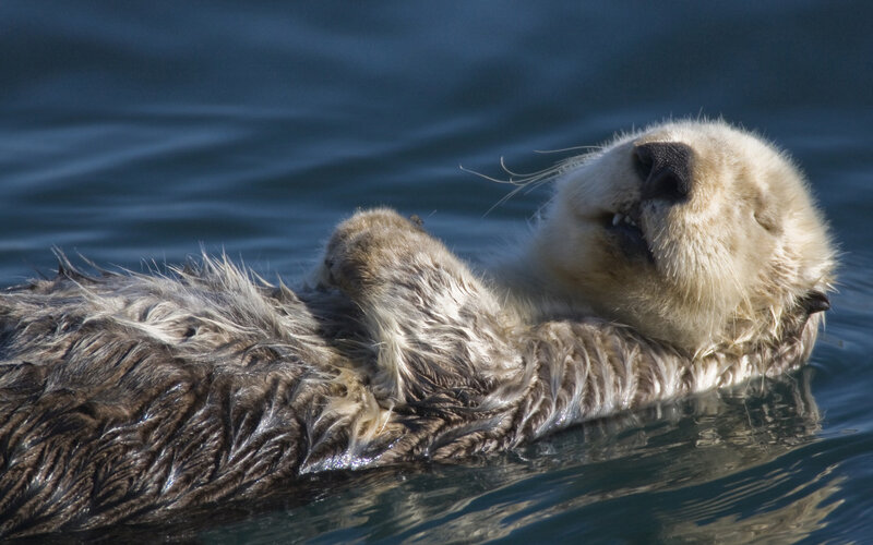 Sea otter floating on its back