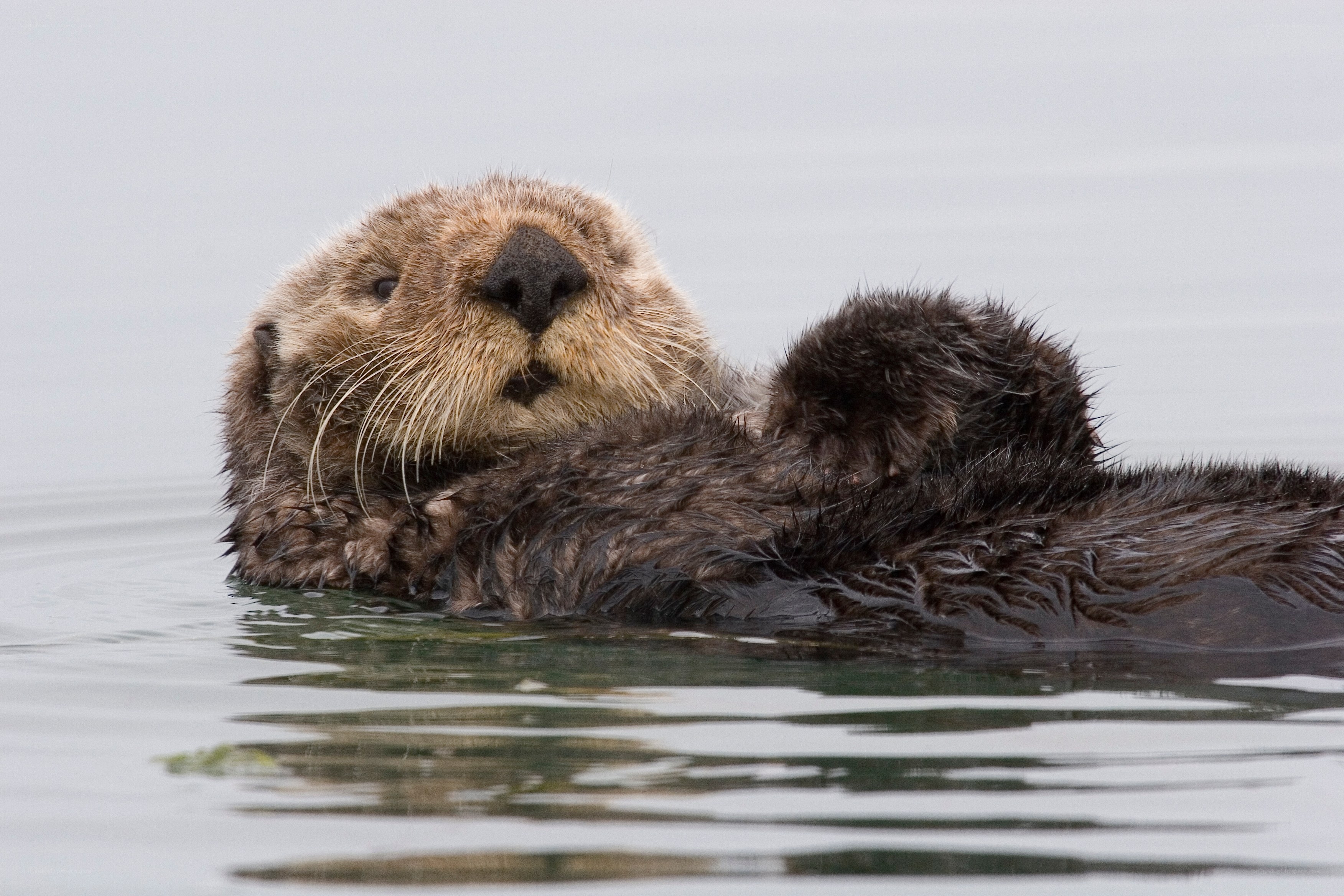 sea otter floating on its back