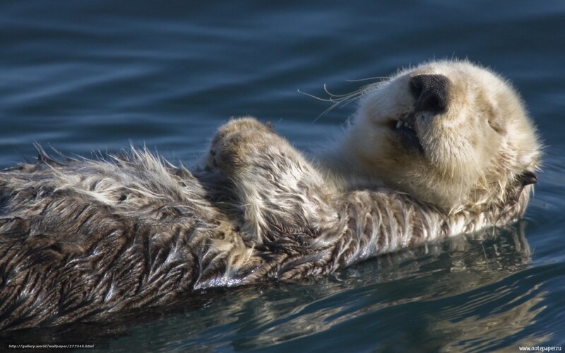 Sea otter floating on its back