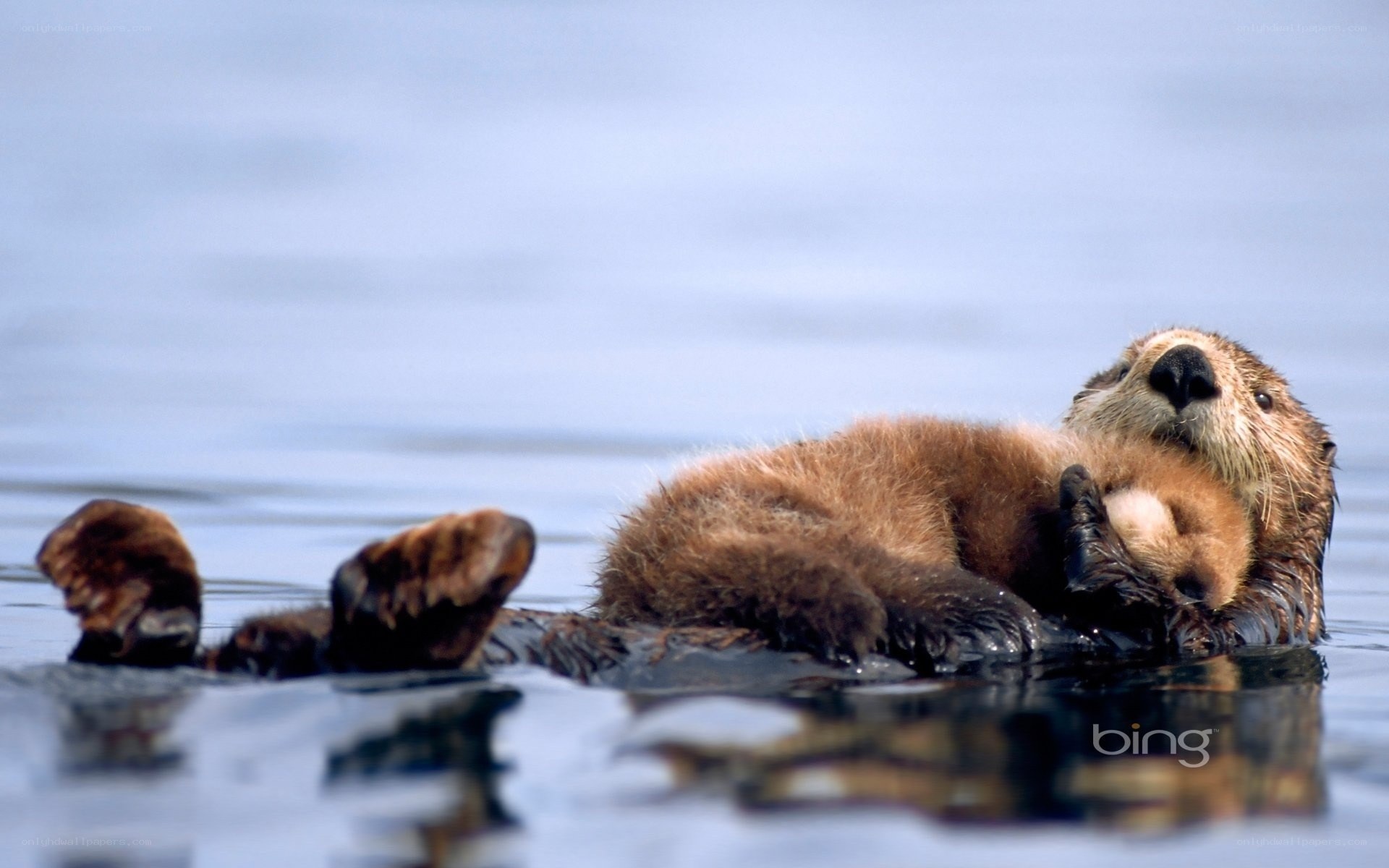 Sea otter floating on its back