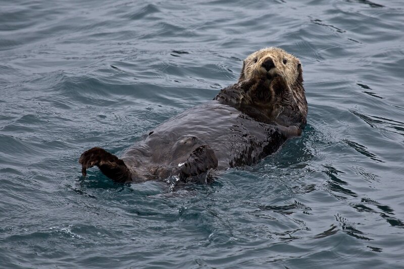 sea otter floating on its back