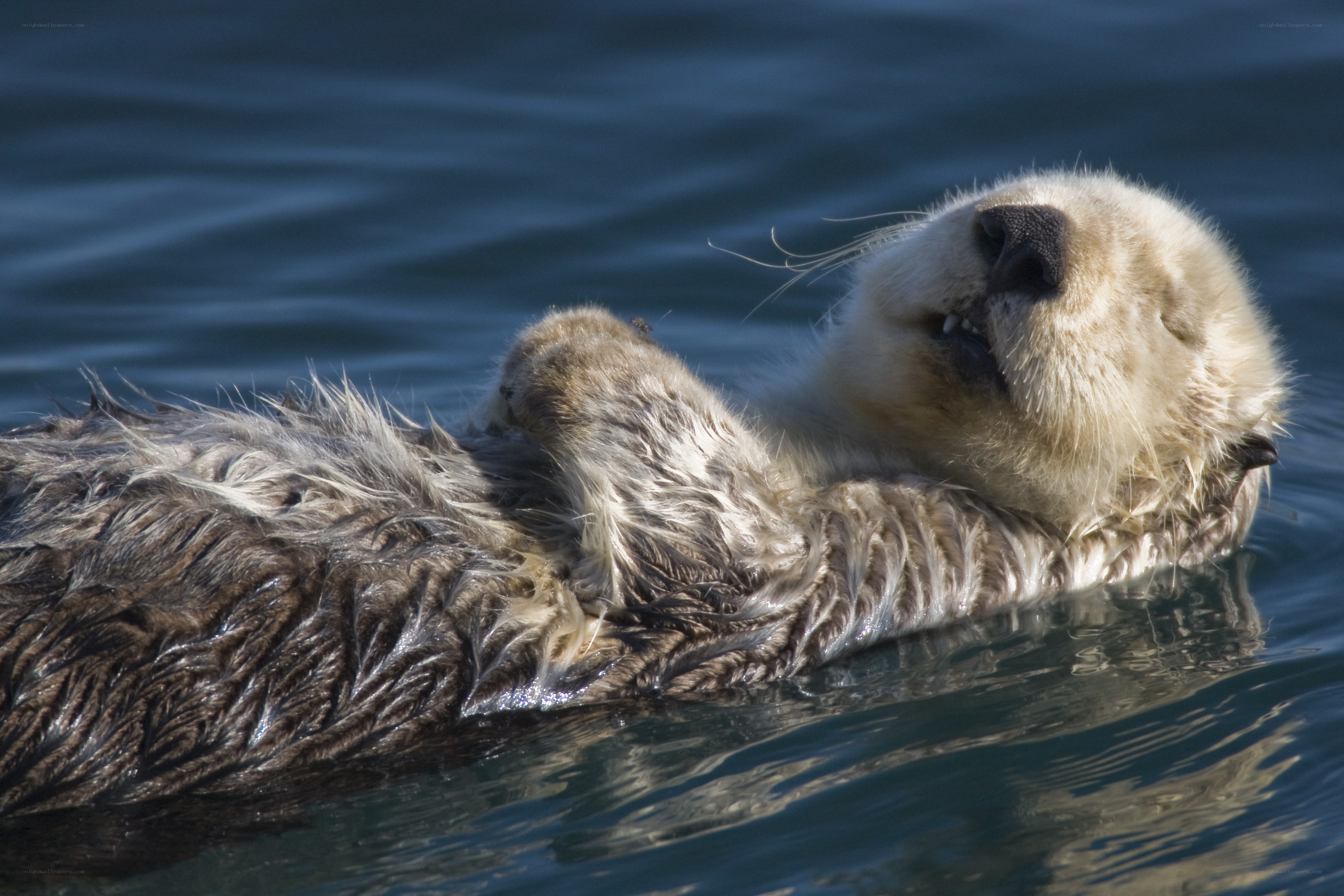 sea otter floating on its back