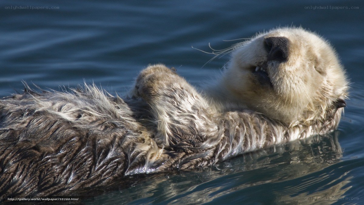 Sea otter floating on its back