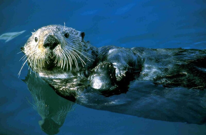 Sea otter floating underwater