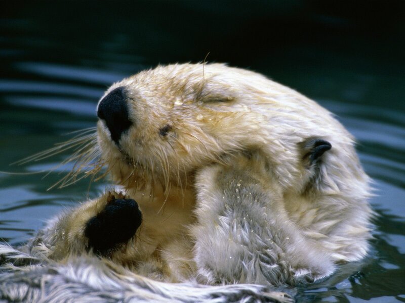 Sea otter grooming in water