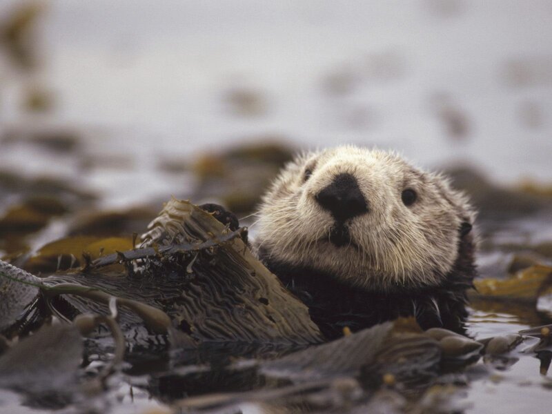 sea otter in kelp bed