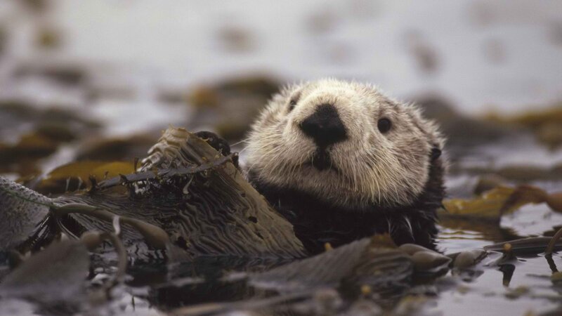 Sea otter in kelp forest