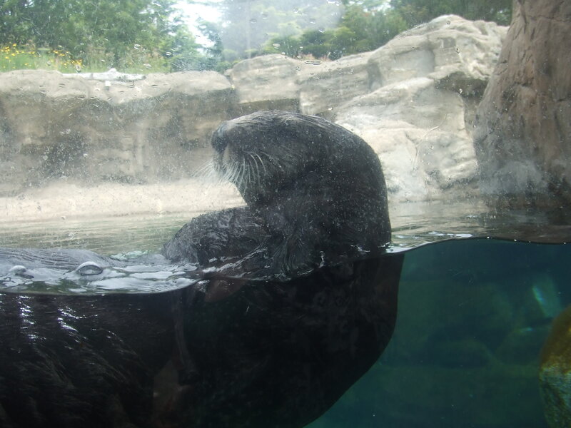 Sea Otter in Water — Black