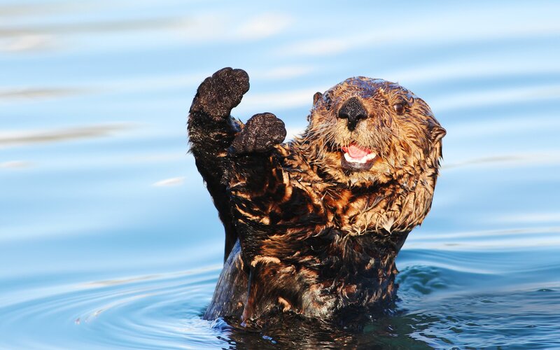 Sea Otter in Water — Blue