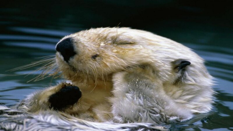 Sea Otter in Water — Brown