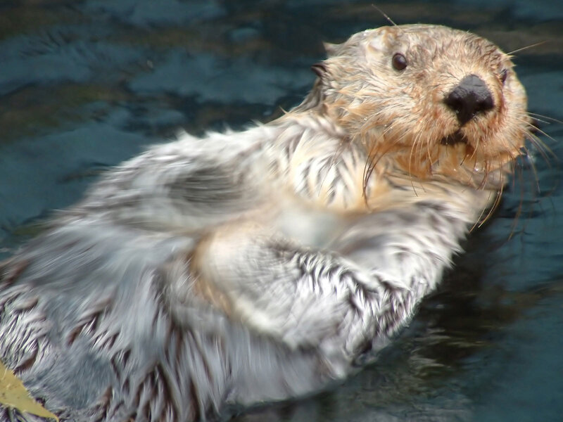 Sea Otter in Water — Gray, Calm, Photograph, Brown