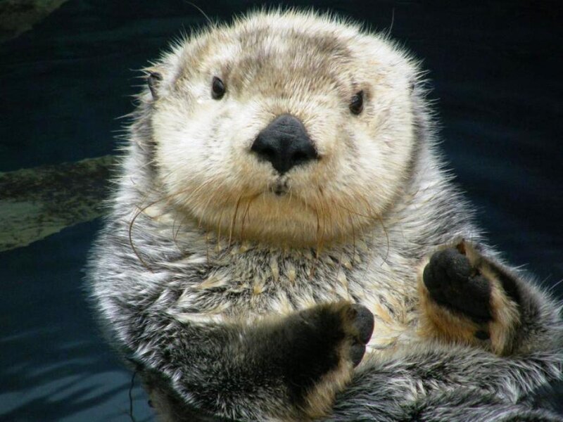 Sea Otter in Water — Gray
