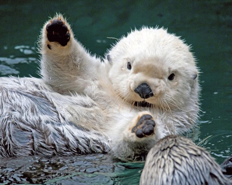 Sea Otter in Water — White, Calm