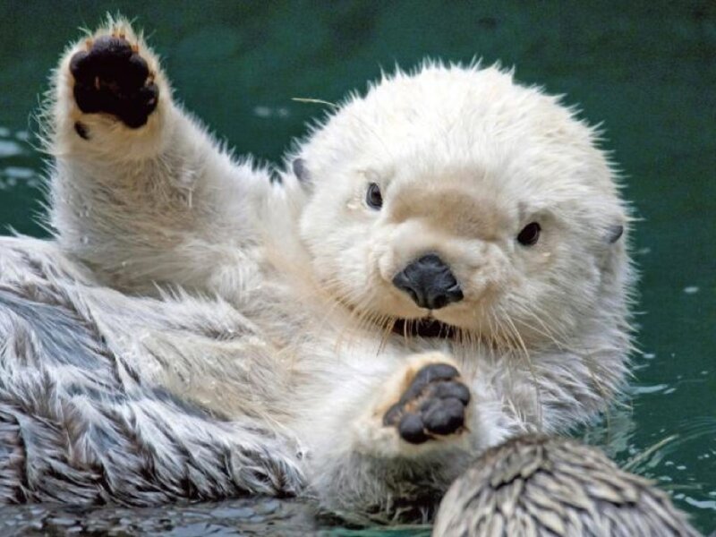 Sea Otter in Water — White