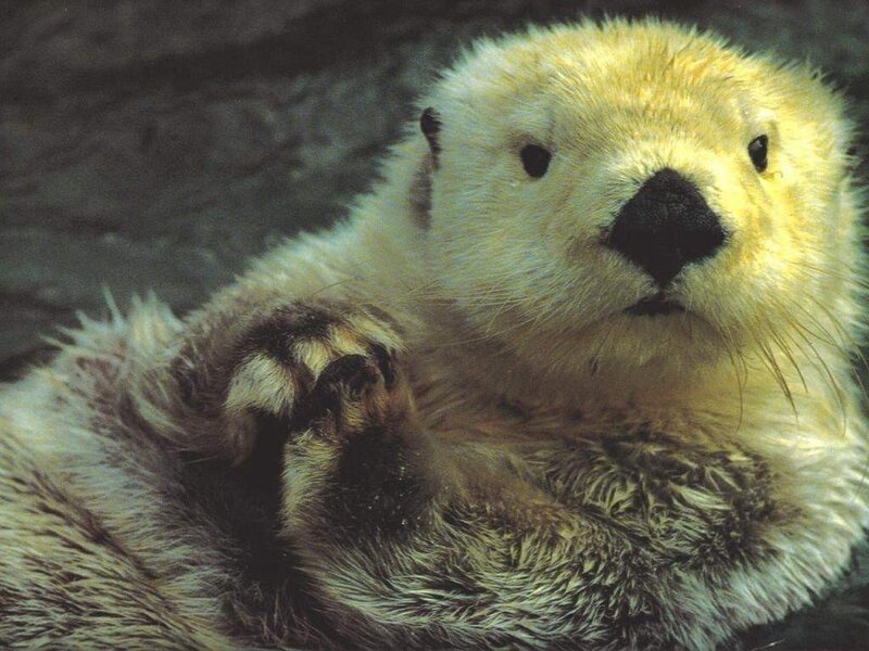 Sea Otter Lying Down