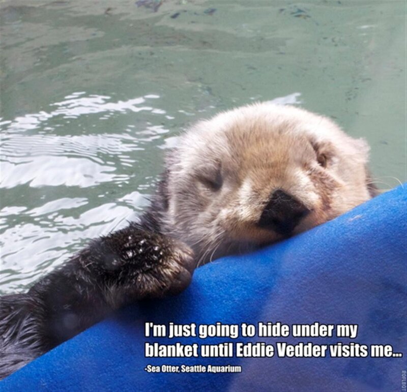 Sea otter on a blanket