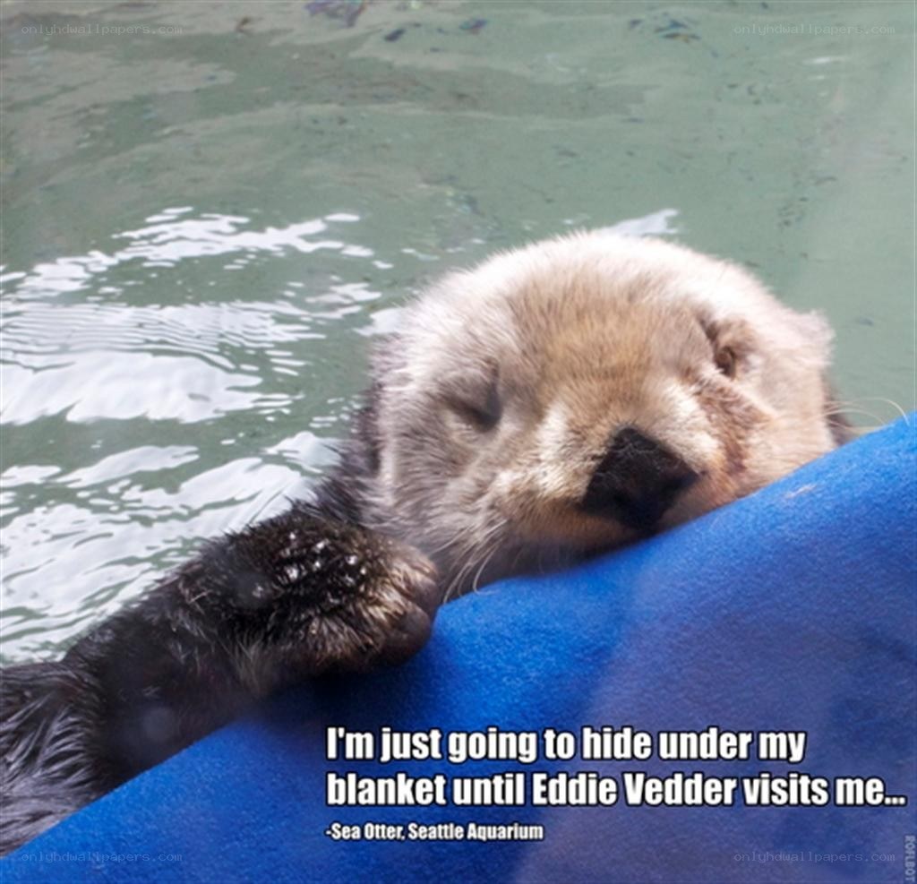 Sea otter on a blanket