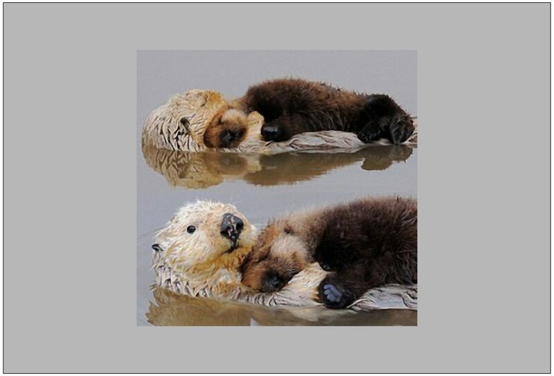 Sea Otter Pair Floating