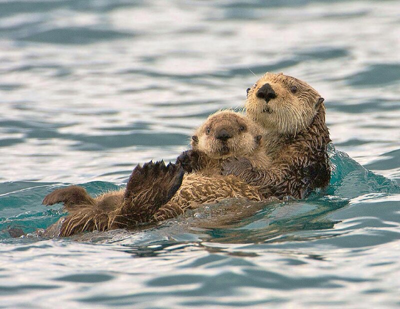 Sea Otter with Pup — Brown