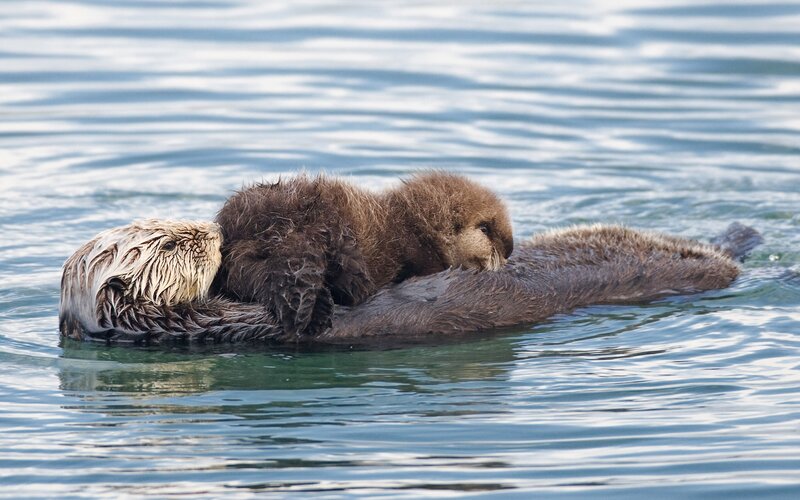 Sea Otter with Pup